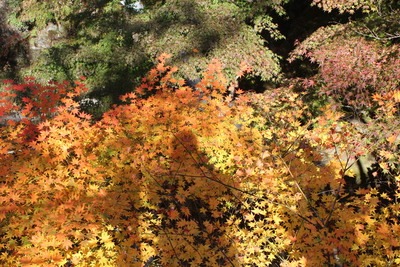 c0041207_12503514.jpg