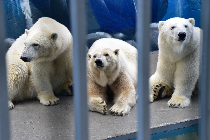 ロシア・ウラル地方、ペルミ動物園のアンデルマ、ユムカ(ミルカ)、セリクの近況_a0151913_19142.jpg