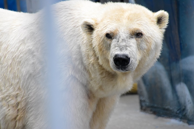 ロシア・ウラル地方、ペルミ動物園のアンデルマ、ユムカ(ミルカ)、セリクの近況_a0151913_19192734.jpg