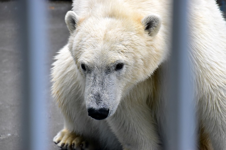 ロシア・ウラル地方、ペルミ動物園のアンデルマ、ユムカ(ミルカ)、セリクの近況_a0151913_19434737.jpg