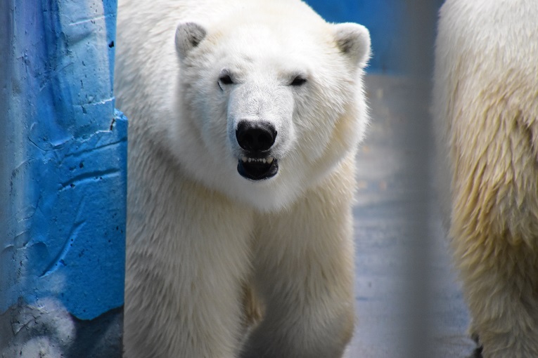 ロシア・ウラル地方、ペルミ動物園のアンデルマ、ユムカ(ミルカ)、セリクの近況_a0151913_19583927.jpg