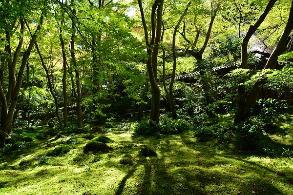 秋の気配　-　祇王寺_a0114714_22202889.jpg