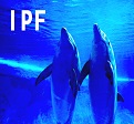 IPFと咳嗽_e0156318_13274932.jpg