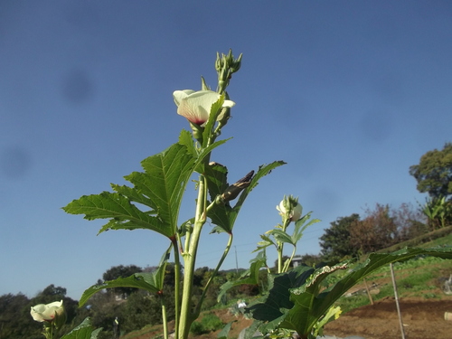 夏野菜の撤収...未練がの残り！_b0137932_17481680.jpg