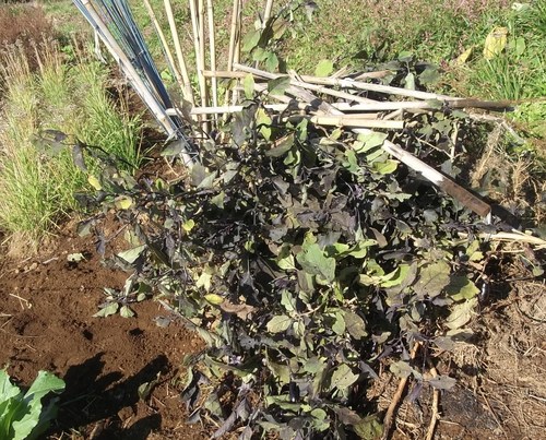 夏野菜の撤収...未練がの残り!_b0137932_17502713.jpg