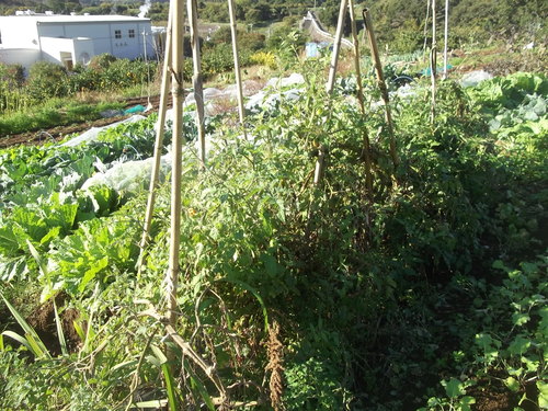 夏野菜の撤収...未練がの残り！_b0137932_17522452.jpg