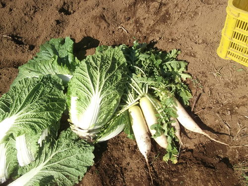 野菜の収穫...晴れて来たので_b0137932_18162938.jpg