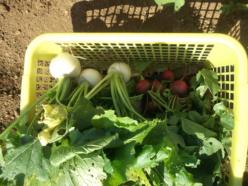 野菜の収穫...晴れて来たので_b0137932_18175138.jpg