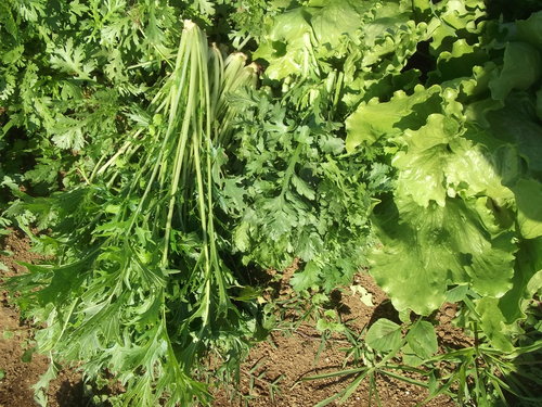 野菜の収穫...晴れて来たので_b0137932_18181344.jpg