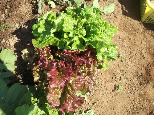 野菜の収穫...晴れて来たので_b0137932_18182947.jpg