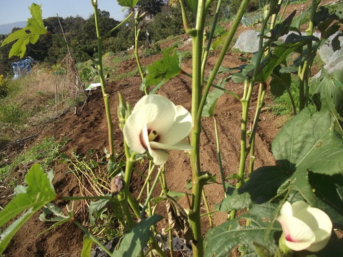 夏野菜の撤収...未練がの残り！_b0137932_1831887.jpg