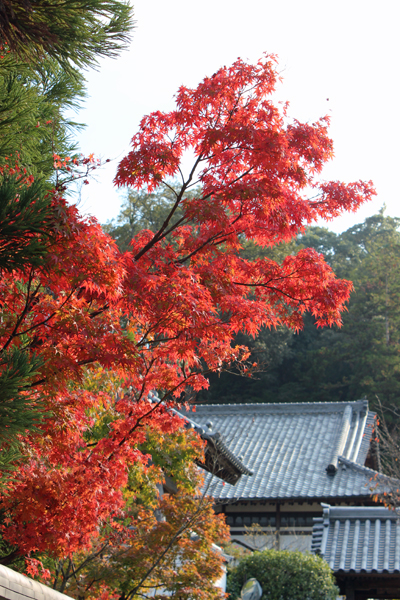 観世音寺＆大宰府の紅葉　2015年11月6日_a0129233_20132144.jpg