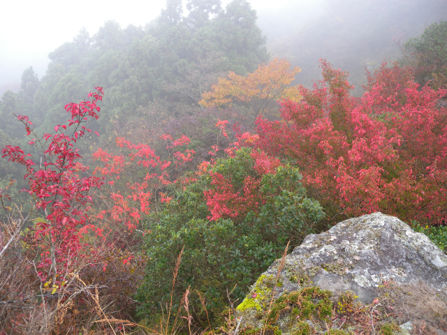 鋸山（田原山）のツメレンゲ＆紅葉！_e0272335_16171479.jpg