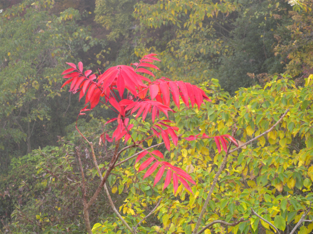 鋸山（田原山）のツメレンゲ＆紅葉！_e0272335_1623580.jpg