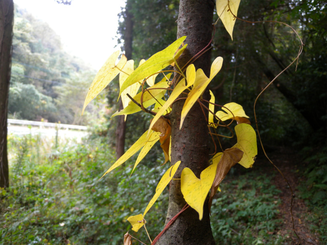 鋸山（田原山）のツメレンゲ＆紅葉！_e0272335_1717105.jpg