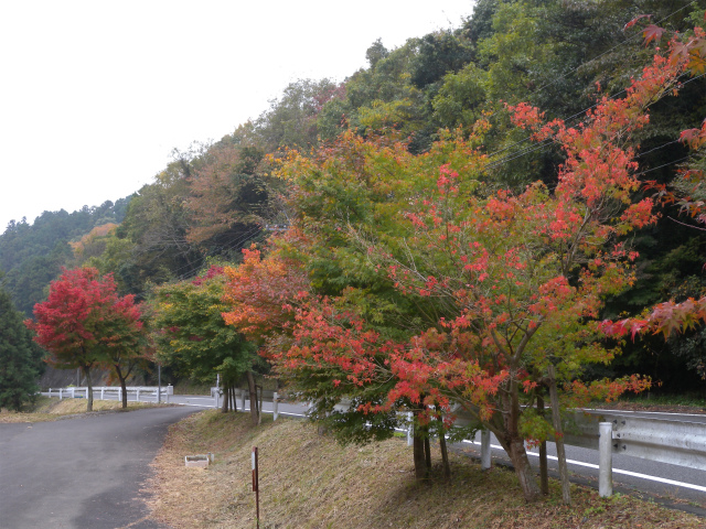 鋸山（田原山）のツメレンゲ＆紅葉！_e0272335_17215186.jpg