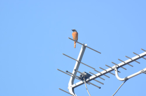 黒目川のジョウビタキ Daurian redstart_f0206939_21553753.jpg