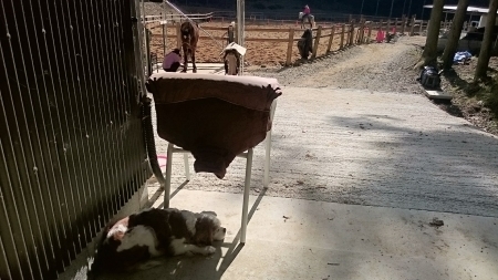 綺麗な?シロ_e0145441_07072068.jpg