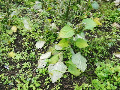 無農薬・無化学肥料で育てる「菊池水源産エゴマ」 エゴマの収穫_a0254656_18224692.jpg