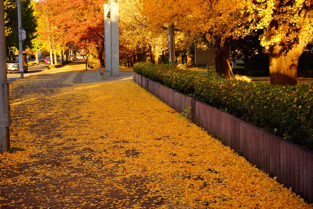 autumnal leaves（長野県松本市　総合体育館あたりの秋）_e0223456_10141717.jpg