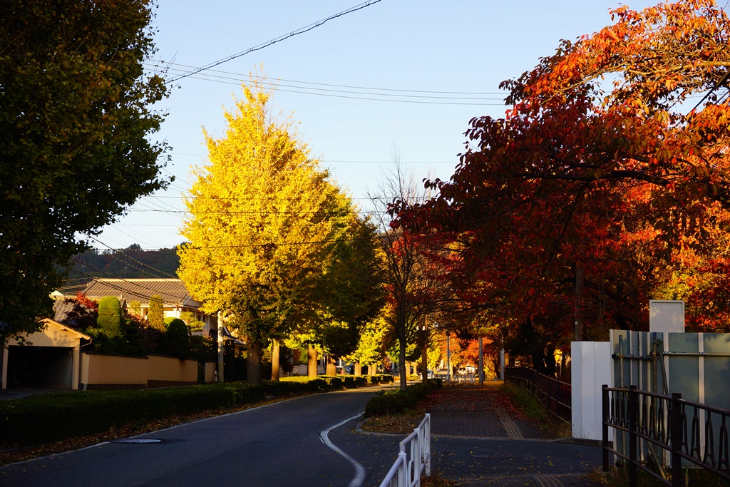 autumnal leaves（長野県松本市　総合体育館あたりの秋）_e0223456_10183763.jpg