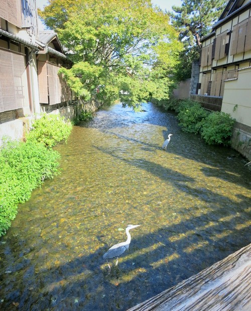 京都・ぎおん「やよい」のちりめん山椒♪_f0236260_2111965.jpg