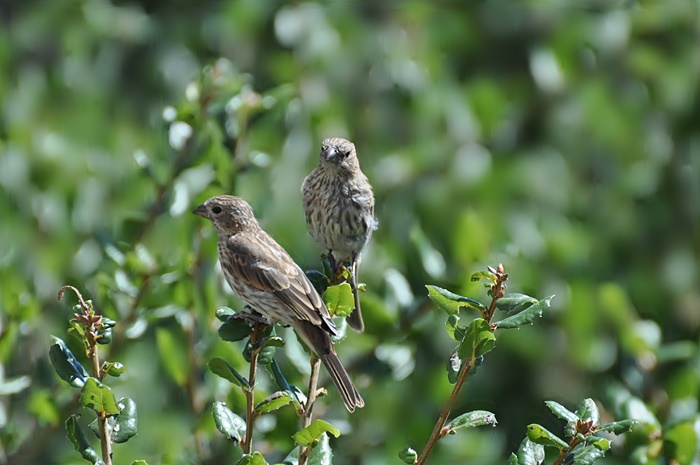 Birds on California Live Oak tree_a0126969_5573988.jpg