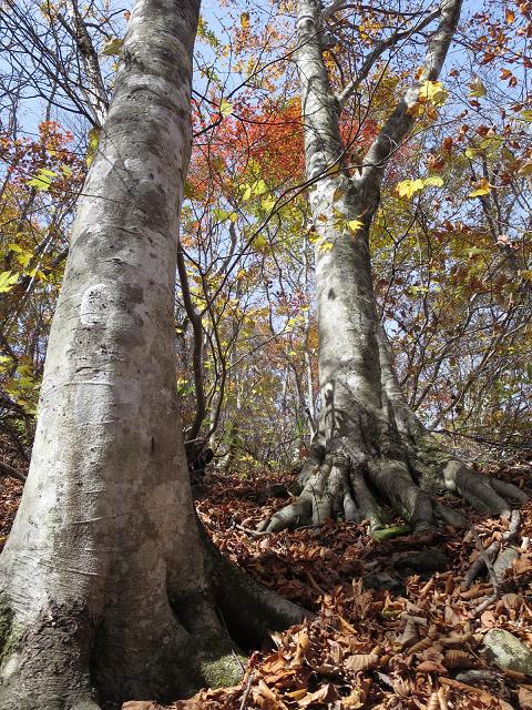 楢木 1159 3m 秋の静かな森を行く 山だよねぇ 楢木 1159 3m 秋の静かな森を行く 山だよねぇ