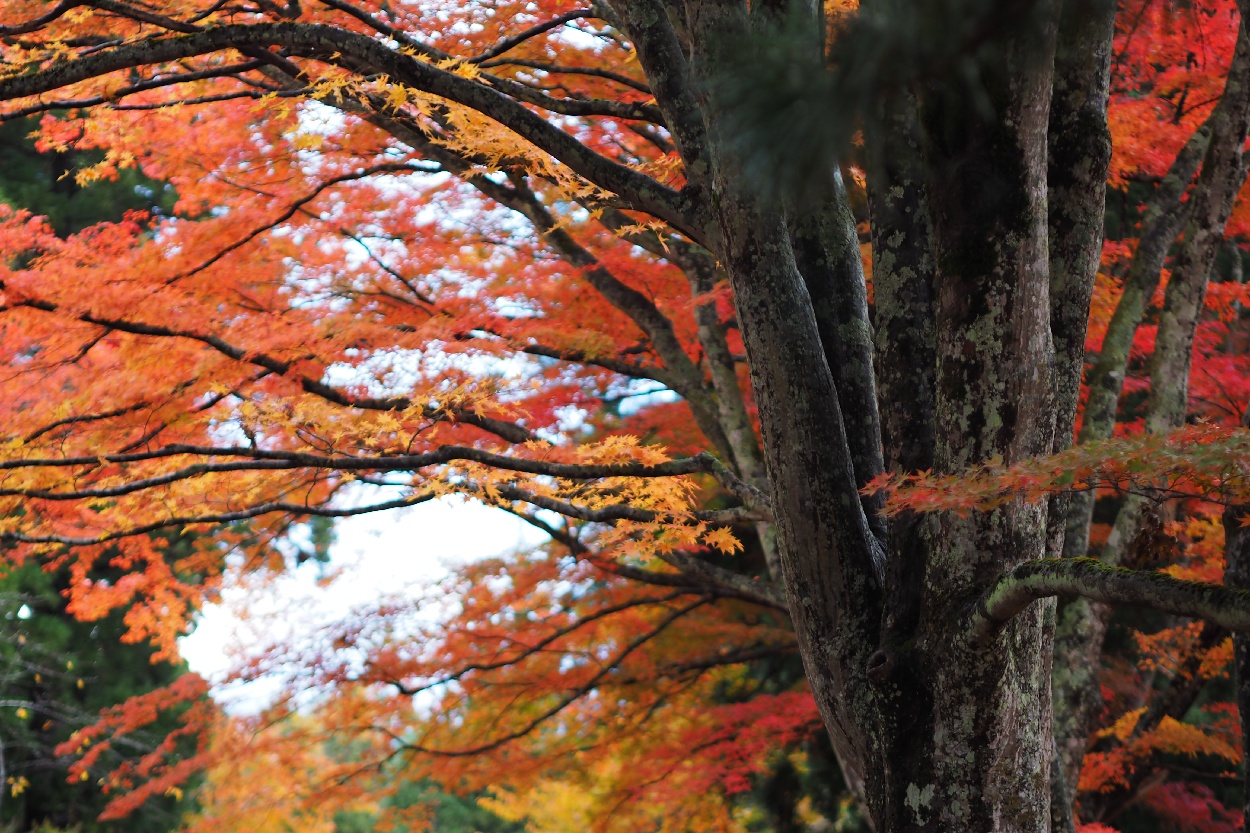 15-011　　土津神社（福島県耶麻郡猪苗代町）_b0065572_18563455.jpg