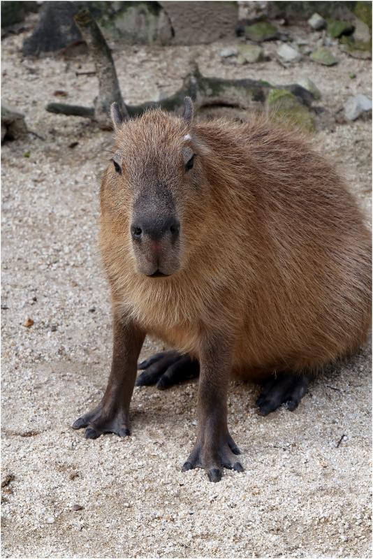 東武動物公園_a0079473_22352693.jpg