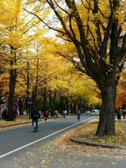 １１月・北大のイチョウ並木_d0084473_19185924.jpg