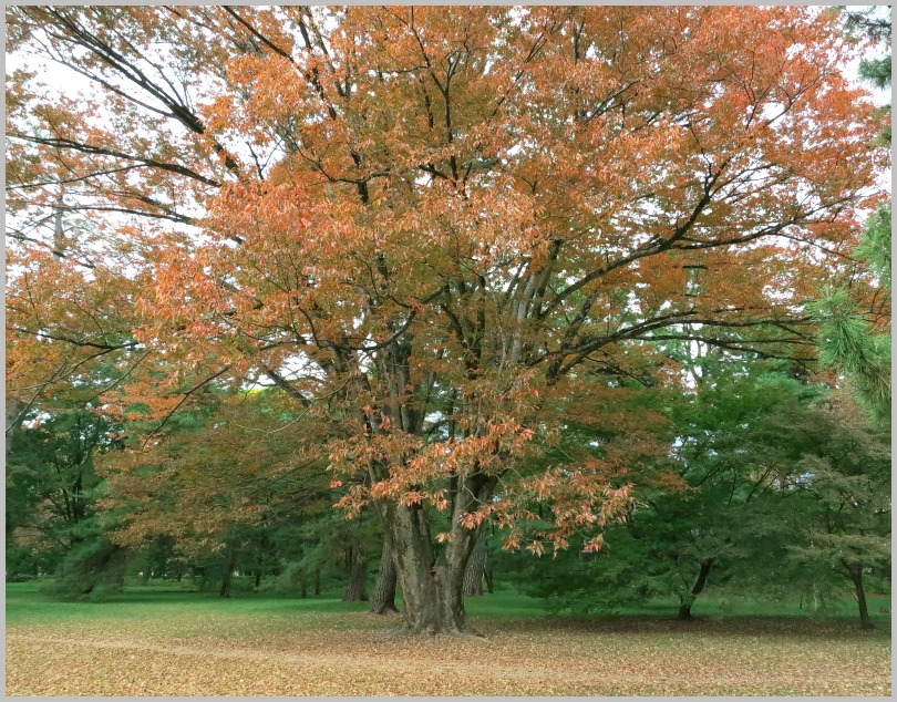 京都御所の紅葉_c0036080_16393657.jpg