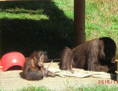 歩け歩け　多摩動物公園へ　♪_a0185783_10542378.jpg