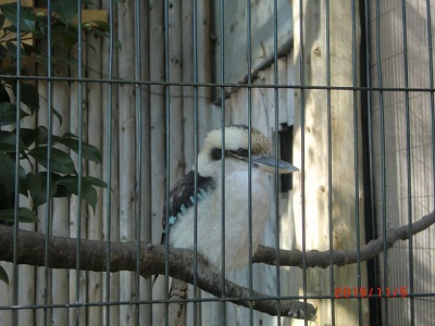 歩け歩け　多摩動物公園へ　♪_a0185783_10572912.jpg