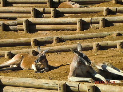 歩け歩け　多摩動物公園へ　♪_a0185783_111213100.jpg