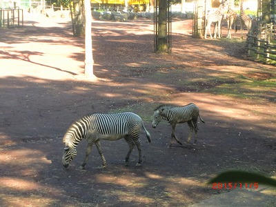 歩け歩け　多摩動物公園へ　♪_a0185783_11124062.jpg