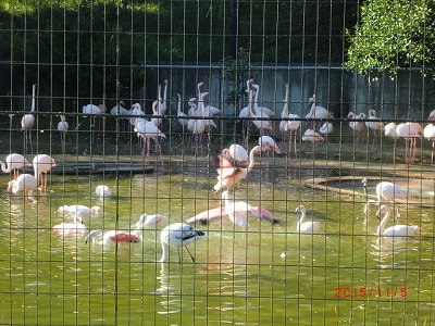 歩け歩け　多摩動物公園へ　♪_a0185783_11185081.jpg