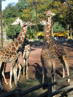 歩け歩け　多摩動物公園へ　♪_a0185783_115292.jpg