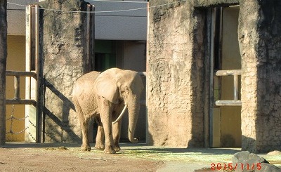 歩け歩け　多摩動物公園へ　♪_a0185783_1165231.jpg