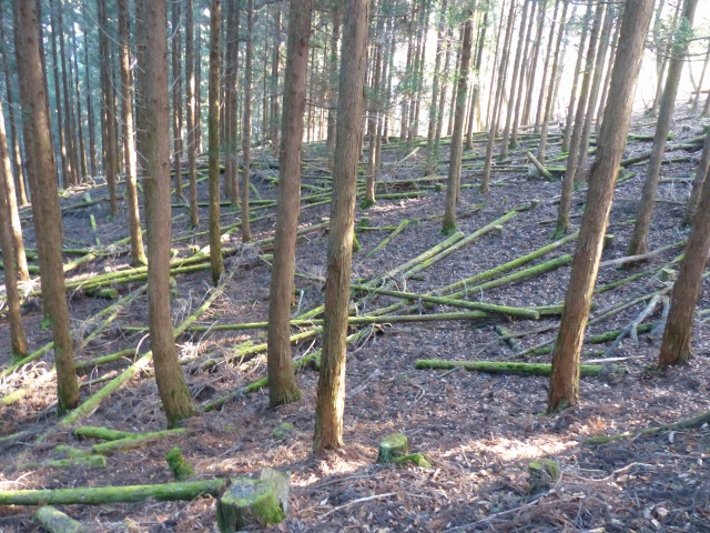 夫婦山～南平家山～五家宮岳の周回_f0357487_23535936.jpg