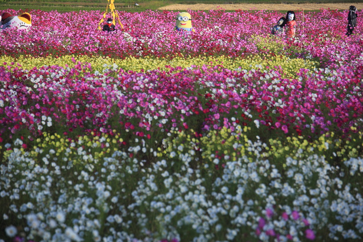 亀岡『夢コスモス園』_e0051888_20372566.jpg