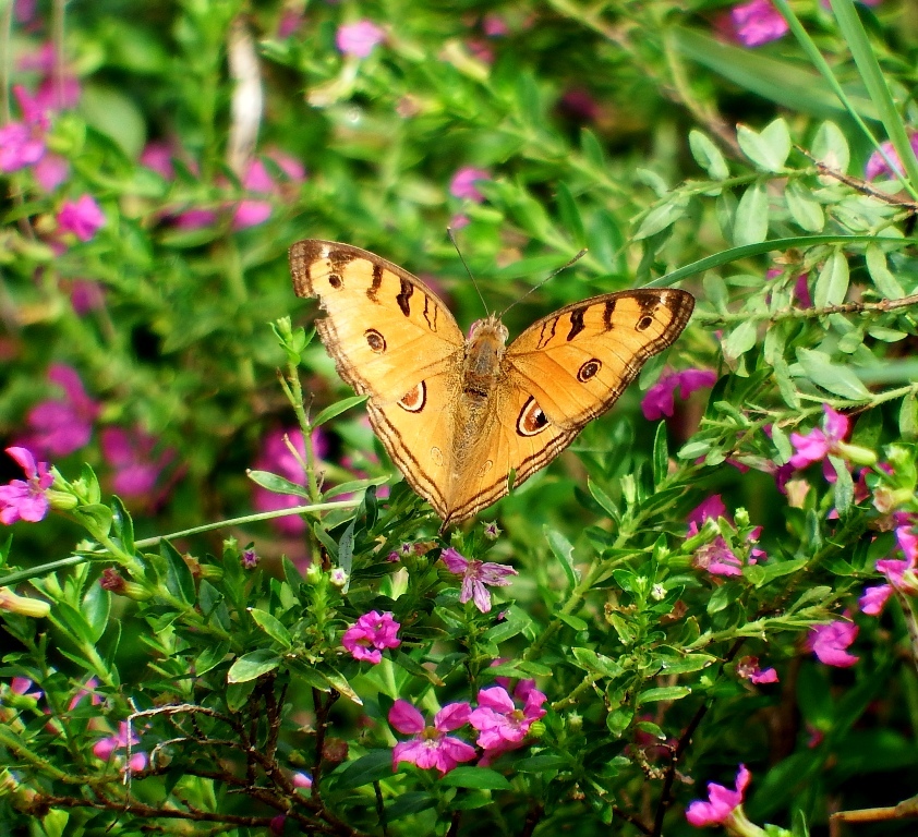 蝶　Butterfly_c0355395_18060421.jpg