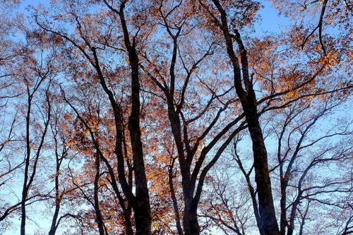 e0304001_1714269.jpg