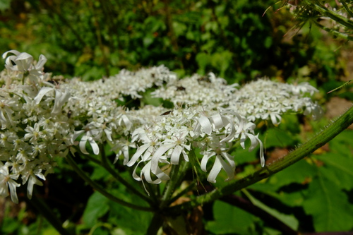 e0304001_1732786.jpg