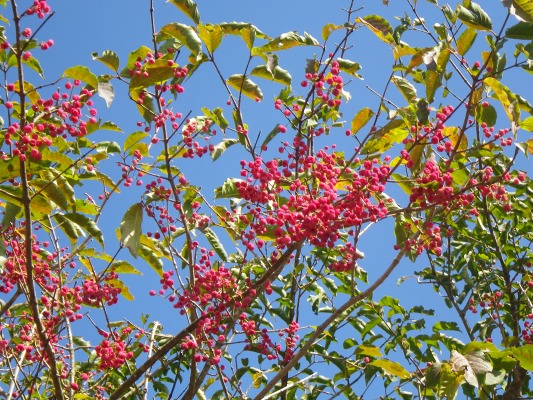 15-11：多良山系紅葉（五家原岳）_f0187402_20152763.jpg