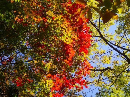 15-11：多良山系紅葉（五家原岳）_f0187402_20155491.jpg