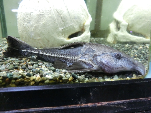 ペルーより大きな魚と小さな魚_b0141806_2315291.jpg