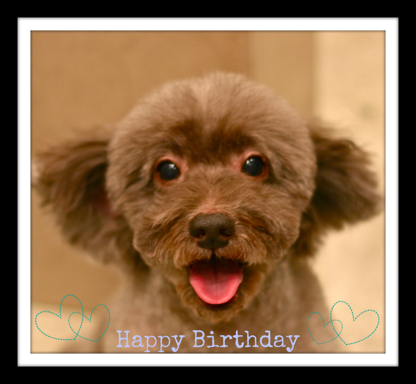Happy Birthday♡ヴィヴィットくん_d0060413_1294976.jpg