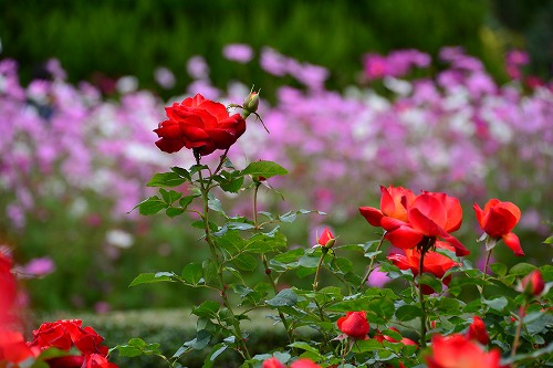 秋色　-　京都市植物園_a0114714_17391982.jpg