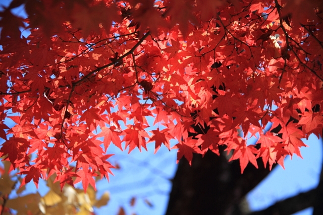 紅葉と富士山　2_d0026817_20443777.jpg